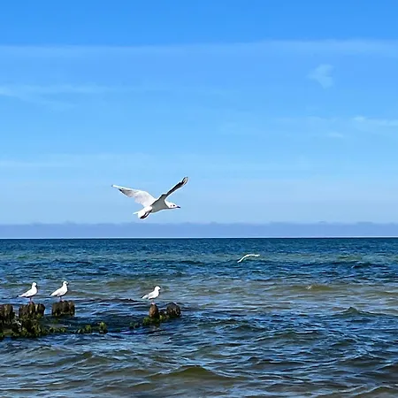Marie Grzybowo (West Pomeranian)