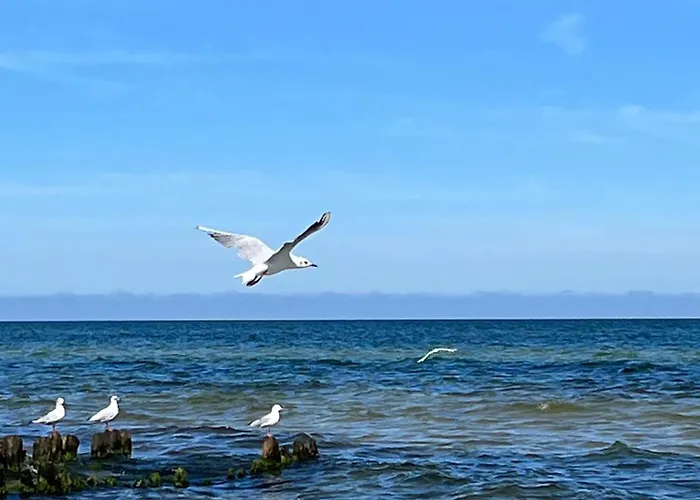 Marie Grzybowo (West Pomeranian)
